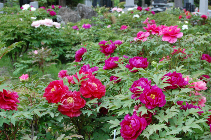 塩原温泉ぼたんまつり 画像5