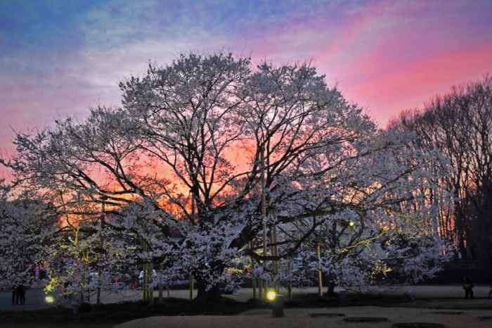 下野市制施行20周年記念事業　第47回東の飛鳥天平の花まつり 画像4