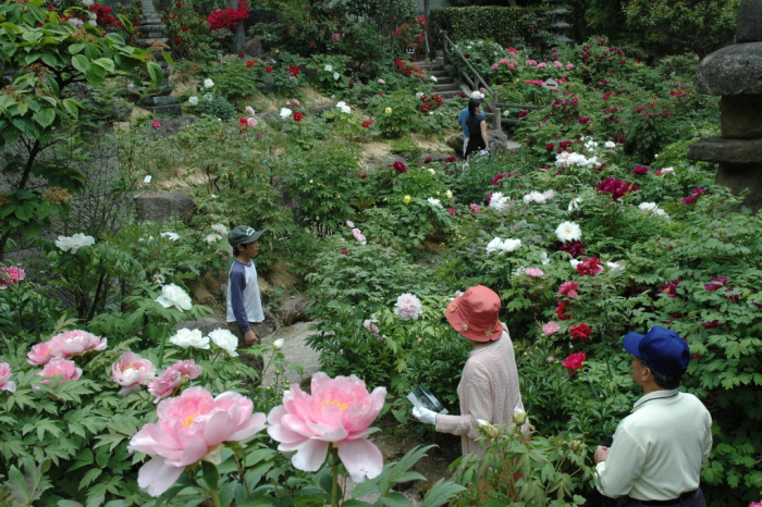 塩原温泉ぼたんまつり 画像4
