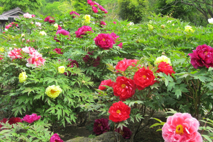 塩原温泉ぼたんまつり 画像2