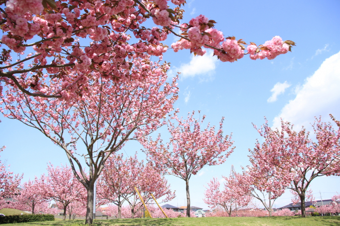 真岡の一万本桜まつり 画像3