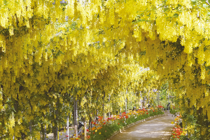 あしかがフラワーパーク「ふじのはな物語～大藤まつり2026～」 画像5