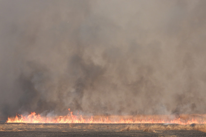 【3/14（土）に延期】渡良瀬遊水地ヨシ焼き 画像5