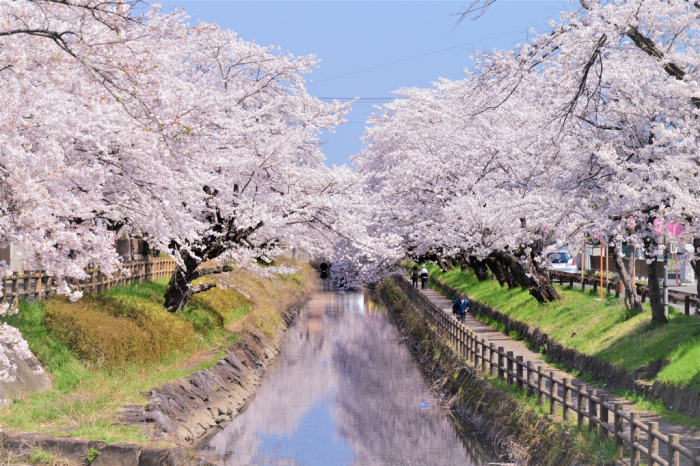 真岡の一万本桜まつり 画像4