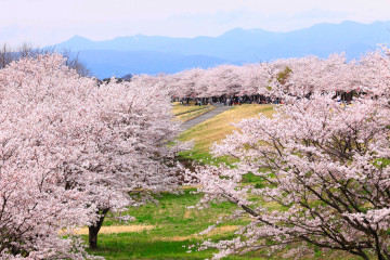 菜の花・桜まつり 画像5