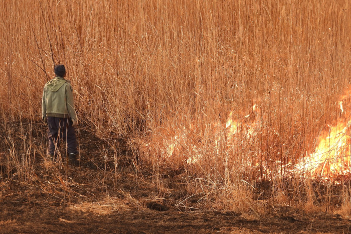【3/14（土）に延期】渡良瀬遊水地ヨシ焼き 画像4