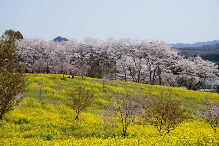 菜の花・桜まつり 画像2