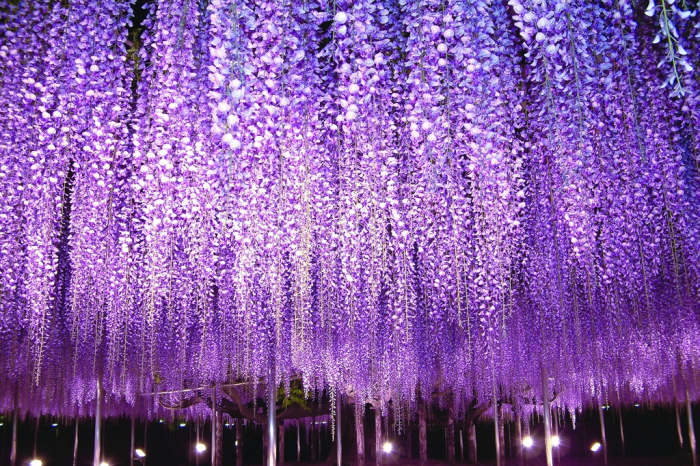 あしかがフラワーパーク「ふじのはな物語～大藤まつり2026～」 画像3