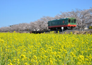真岡の一万本桜まつり