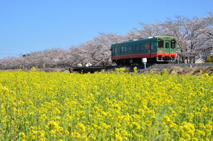 真岡の一万本桜まつり 画像2