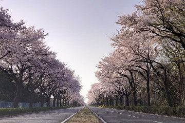 大田原屋台まつり 画像5