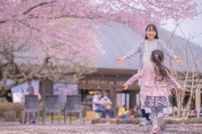 下野市制施行20周年記念事業　第47回東の飛鳥天平の花まつり 画像3