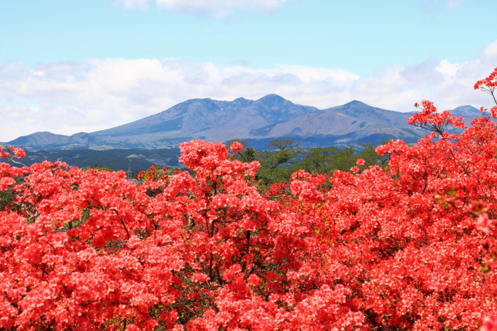 八方ヶ原「つつじパーク＆バスライド」無料運行 画像2