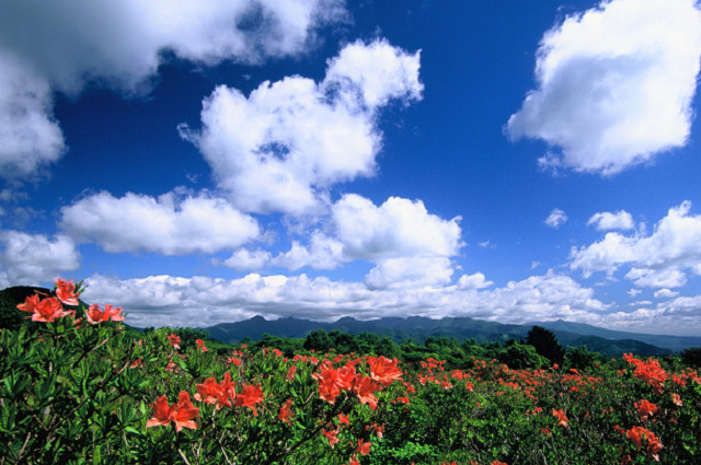 八方ヶ原「つつじパーク＆バスライド」無料運行 画像3